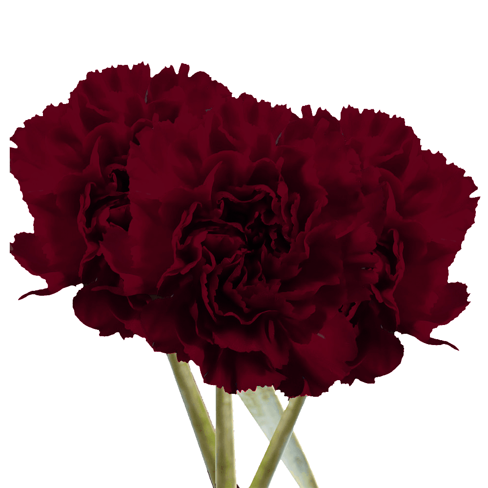 Florist Burgundy Carnation Flowers