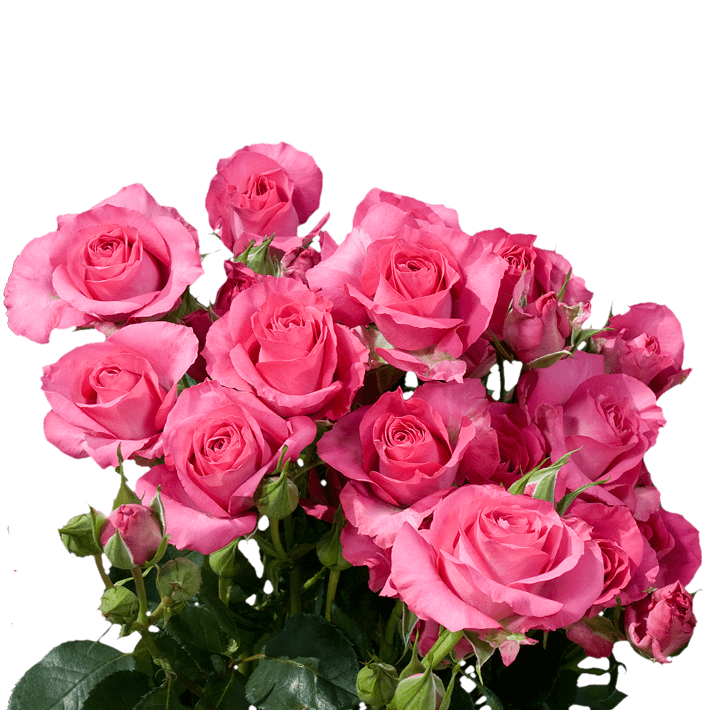 Florist Hot Pink Spray Roses