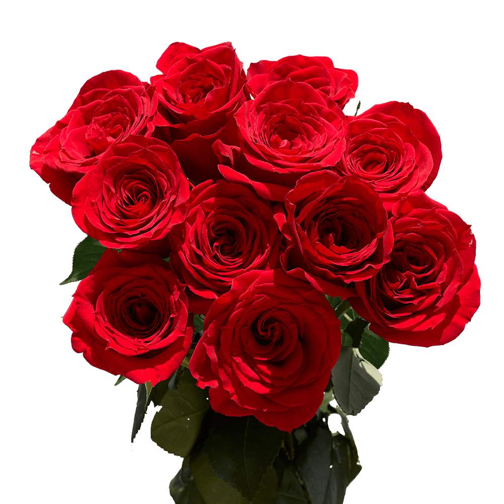 Florist Long Dozen Red Roses