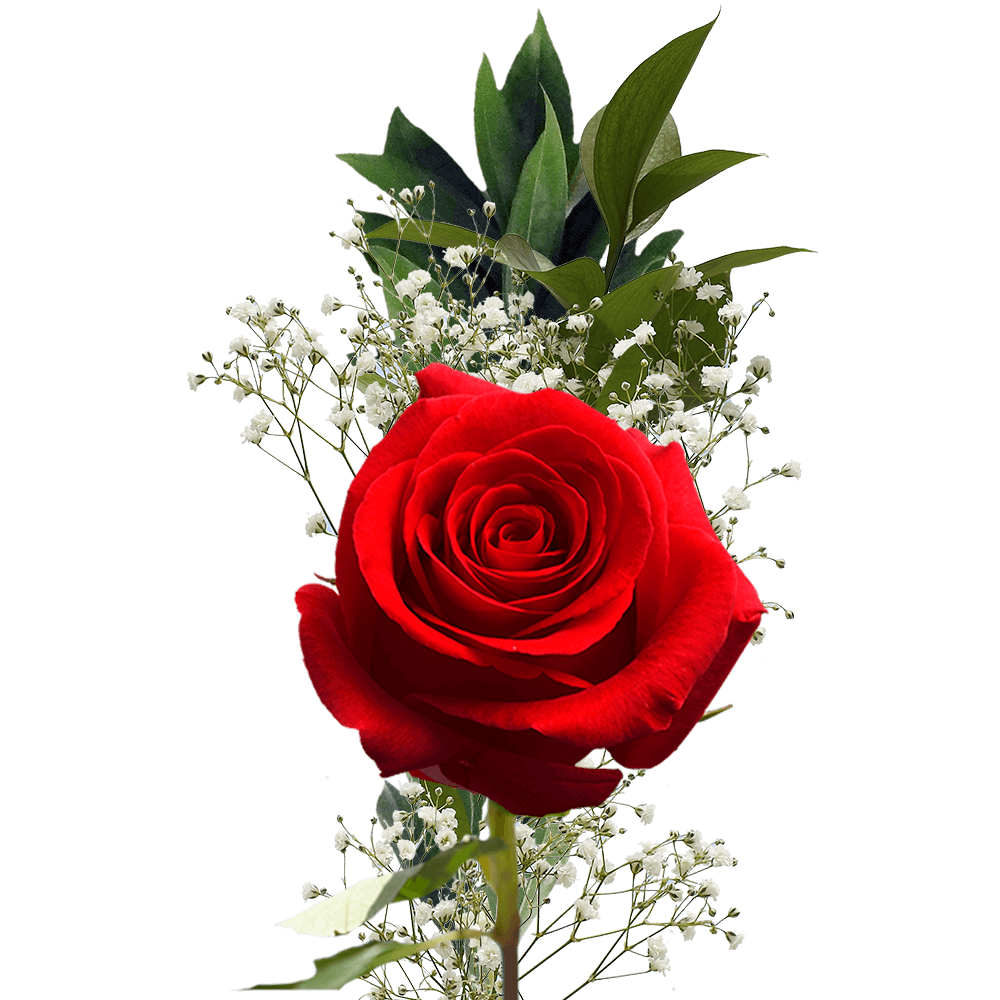 Qty of Mothers Day Single Red Roses and Fillers For Delivery to Faqs.Html, Montana