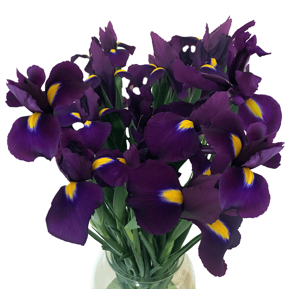 100 Purple Iris Flowers