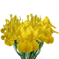 (OC) Iris Nevada Yellow 100 For Delivery to Bella_Vista, Arkansas
