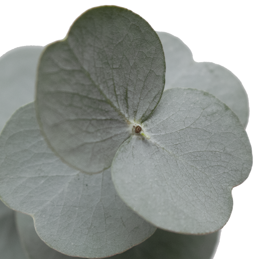 Flower Fillers Eucalyptus Cinerea Online Delivery