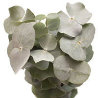 (QB) Eucalyptus Gunnii 10 For Delivery to Arizona