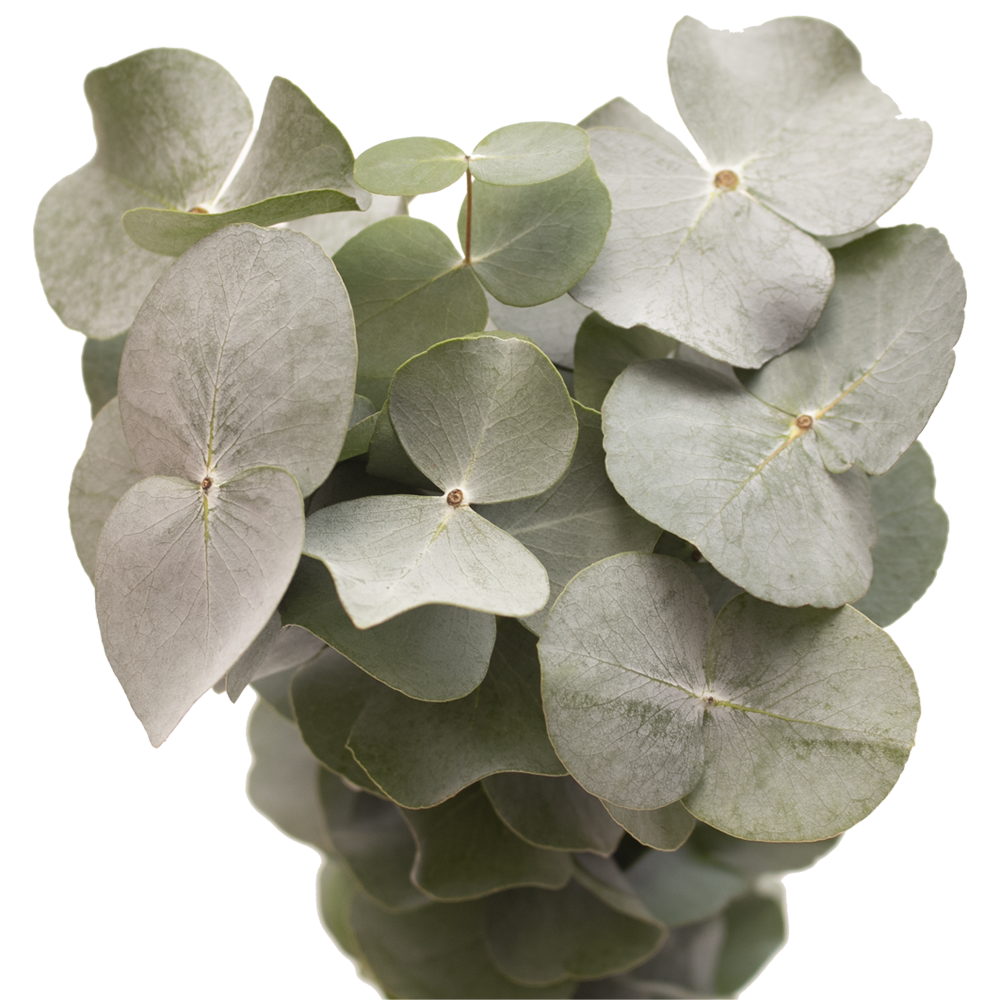 Flower Fillers Eucalyptus Gunnii Online Delivery