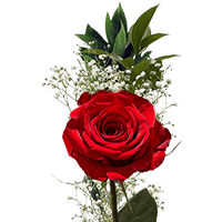 (QB) Single Sht Red Roses Fillers 35 For Delivery to Arkansas