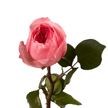 MARIATHERESIALTPINK