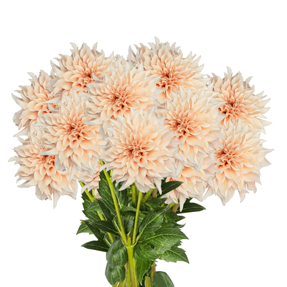 Flowers Fresh Peach Dahlias Online