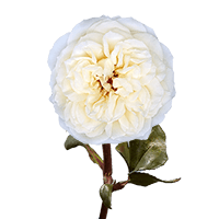 (OC) Garden Rose Leonora Qty For Delivery to Boston, Massachusetts