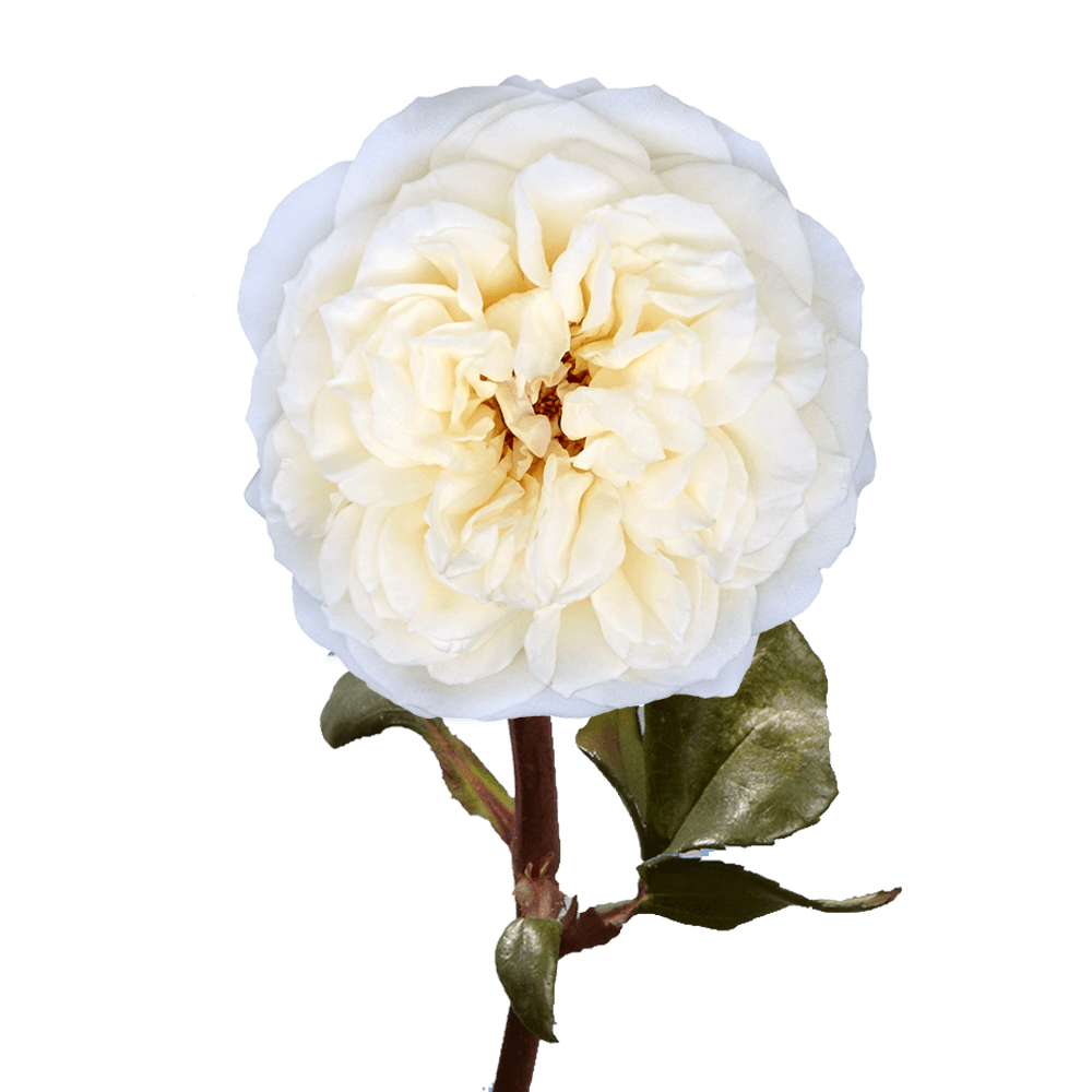 (OC) Garden Rose Leonora Qty For Delivery to Olathe, Kansas
