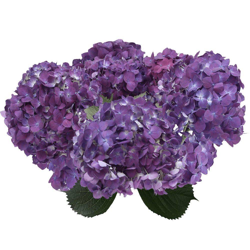 Flowers Online Purple Hydrangea Flowers To Buy
