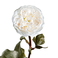 (OC) Garden Rose Purity Qty For Delivery to North_Dakota