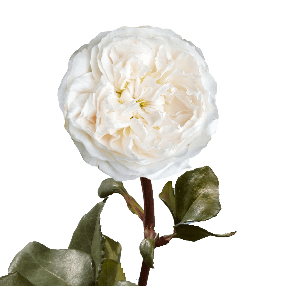 (OC) Garden Rose Purity Qty For Delivery to Katy, Texas