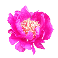 Qty of Fuchsia Peony Flowers For Delivery to Anniston, Alabama