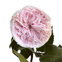 (OC) Garden Rose Wabara Senlitsu Qty For Delivery to Rocky_Mount, North_Carolina