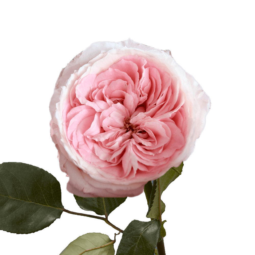 Flowers Pink Garden Roses Online Sale