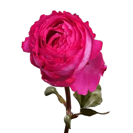 YVESPIAGETHOTPINK