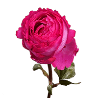 (OC) Garden Rose Yves Piaget Qty For Delivery to Pahrump, Nevada