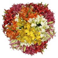 (HB) Asiatic Lilies Assorted 12 Bunches For Delivery to Pahrump, Nevada
