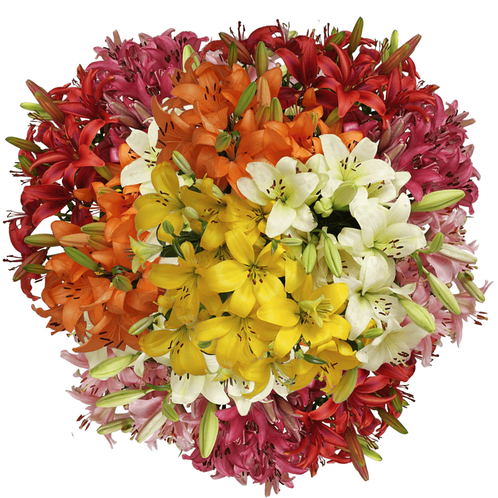 Fresh Asiatic Lilies Flowers Wholesale Special