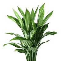 (QB) Aspidistra 120 Stems For Delivery to Kalispell, Montana