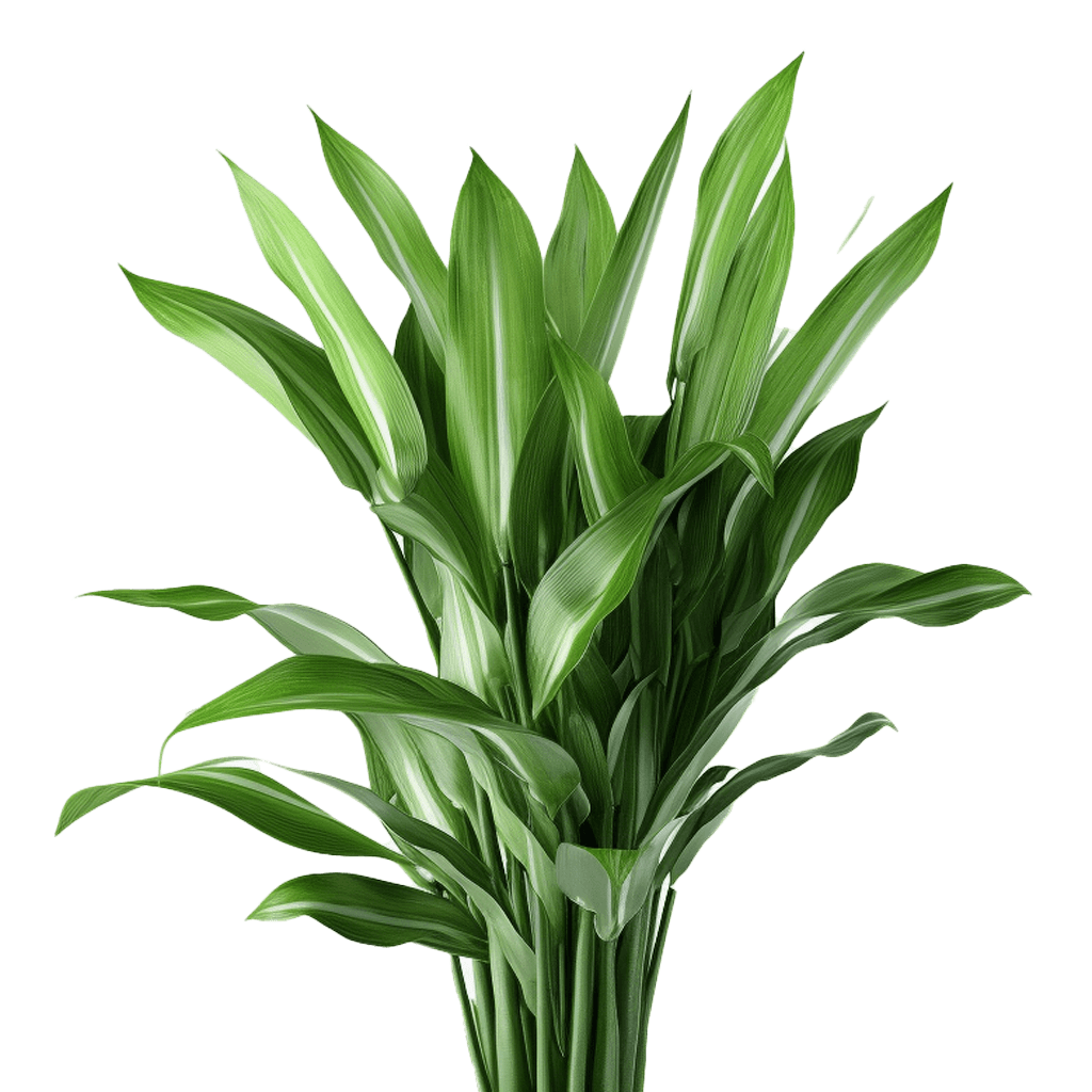 (QB) Aspidistra 120 Stems For Delivery to North_Little_Rock, Arkansas