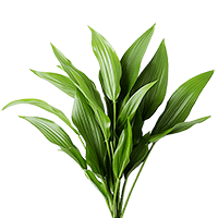 Aspidistra Qty Stems For Delivery to Jacksonville, Florida