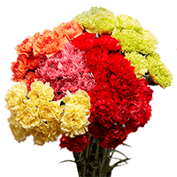 Qty of Assorted Carnations For Delivery to Troy, New_York