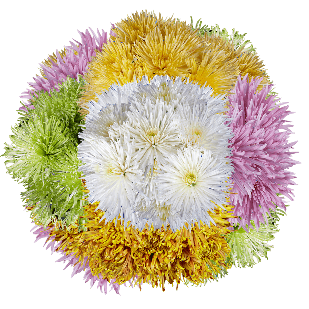 Fresh Assorted Chrysanthemum Fuji Spider Mums