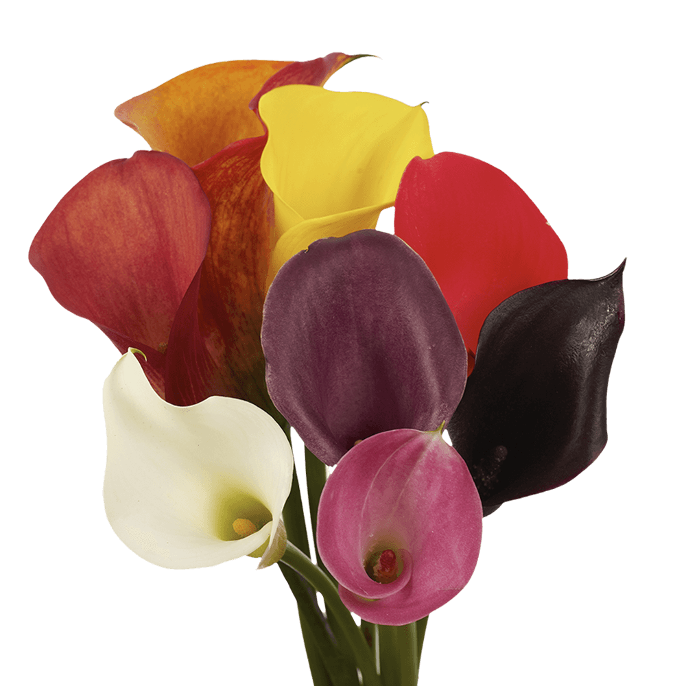 120 Stems of Assorted Color Calla Lilies