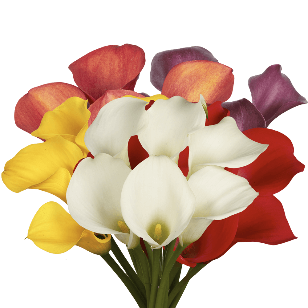 Fresh Assorted Color Calla Lilies