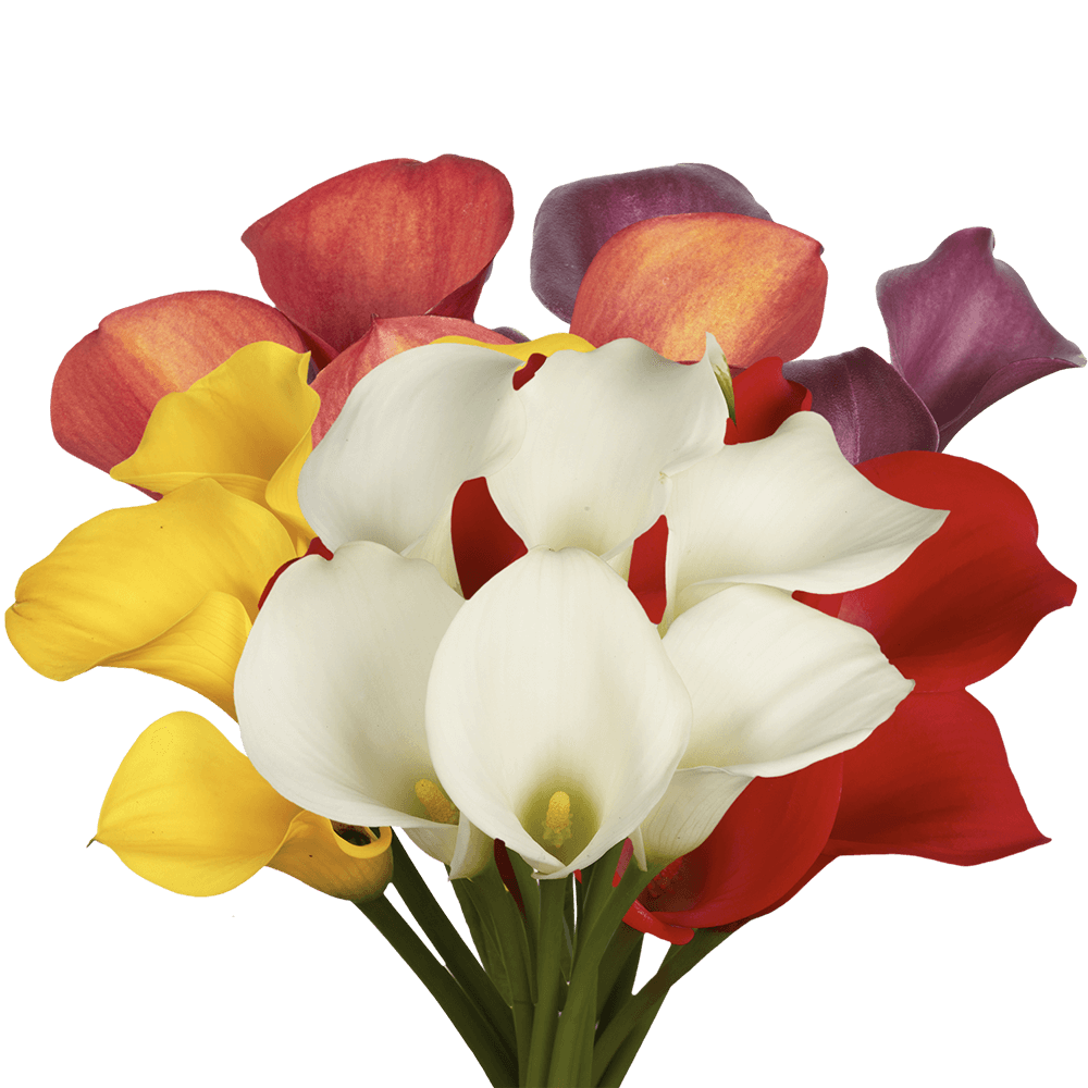 (QB) Mini-Callas Assorted 12 Bunches For Delivery to Faqs.Html, New_Jersey