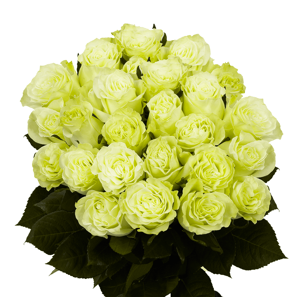 Fresh Assorted Green Roses