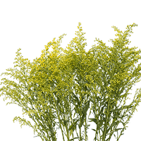 (OC) Solidago Yellow 6 Bunches For Delivery to Long_Island_City, New_York