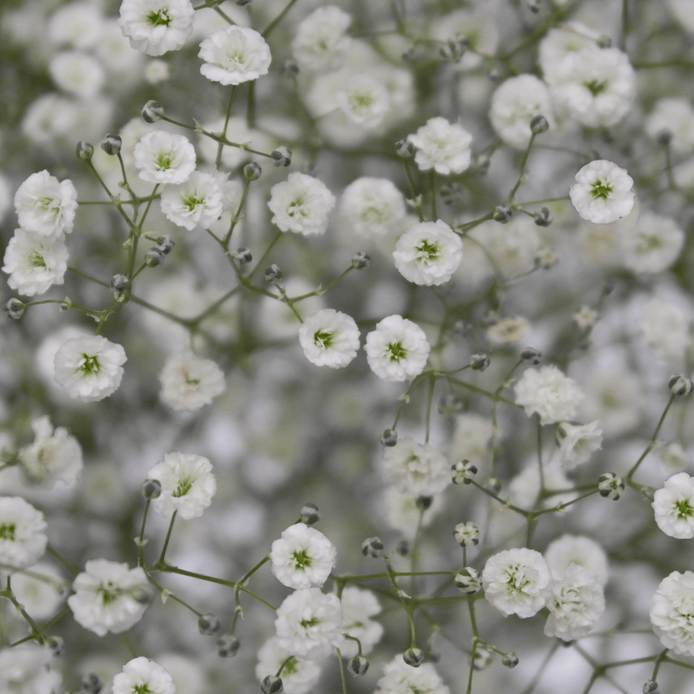 Qty of Pearls Ginga Gypsophilia Perfecta For Delivery to Florence, Kentucky