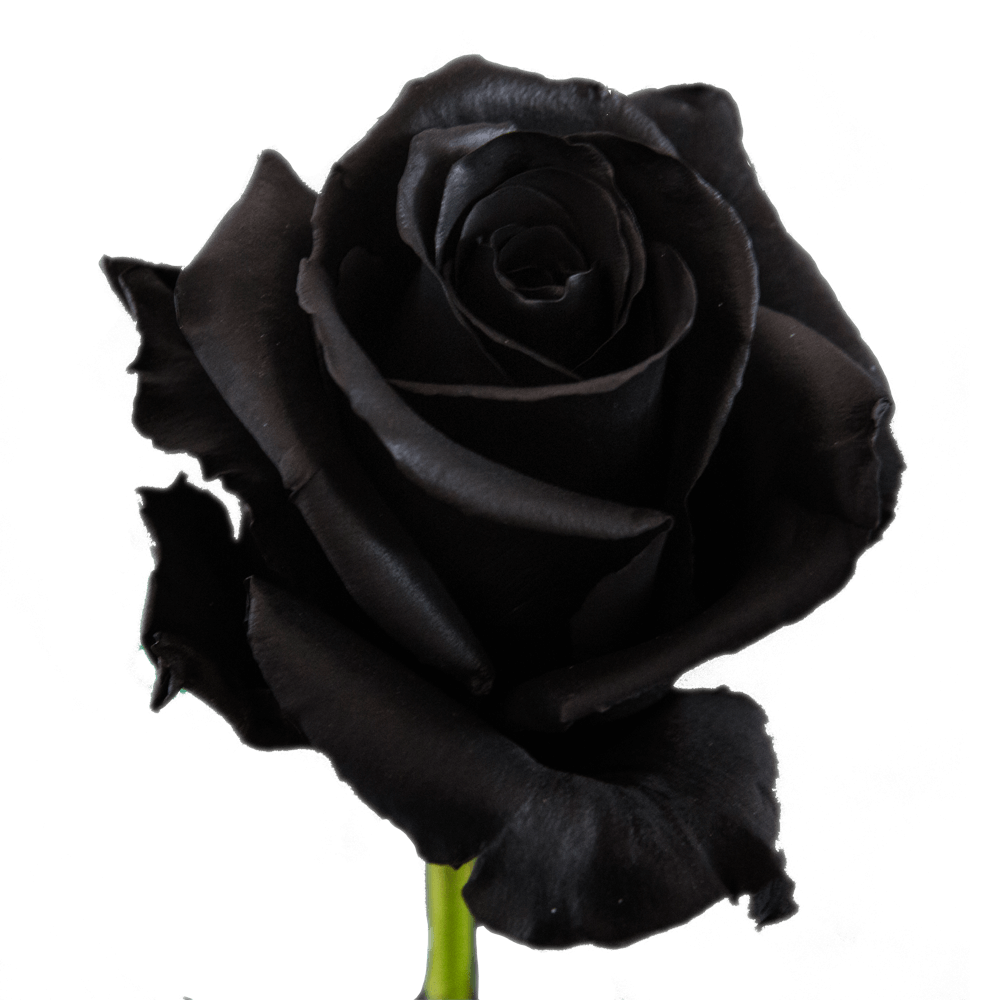 Rose D-02 Black Qty For Delivery to Rock_Hill, South_Carolina