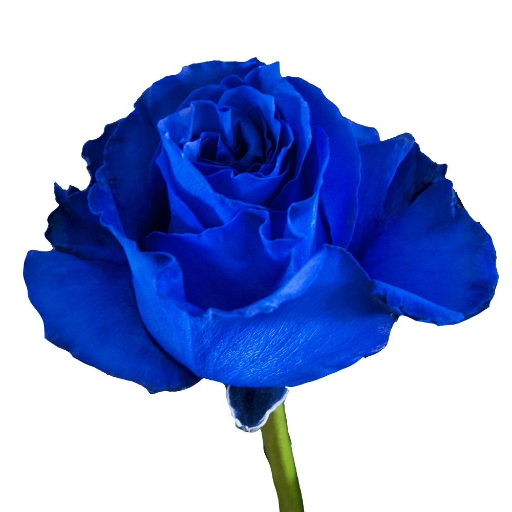 Rose D-09 Blue Qty For Delivery to Dundalk, Maryland