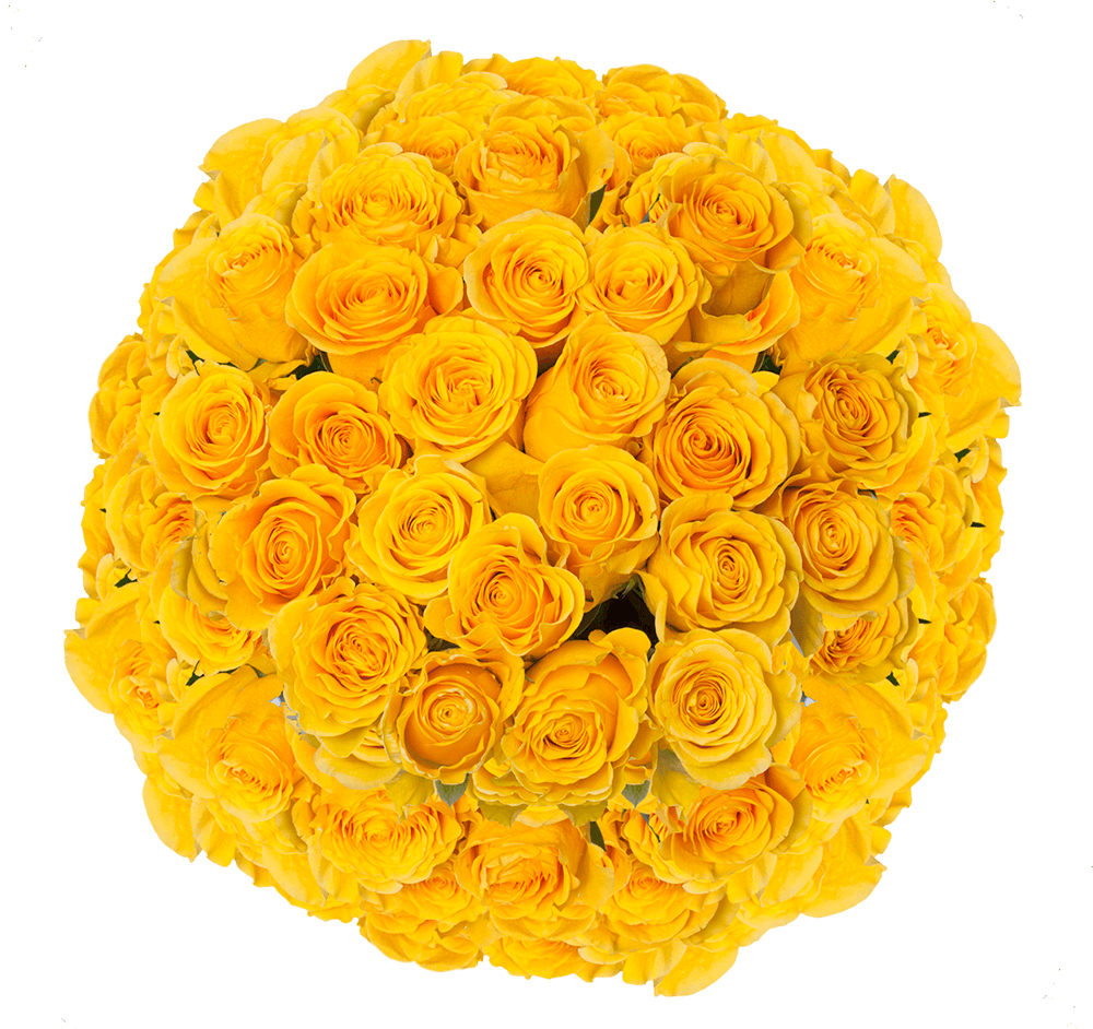 Fresh Bright Yellow Rose Flowers Brighton Roses