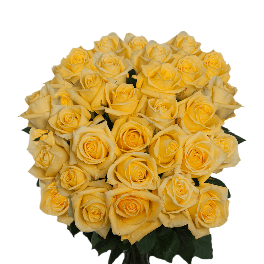 Fresh Bright Yellow Roses Delivery Mohana Variety
