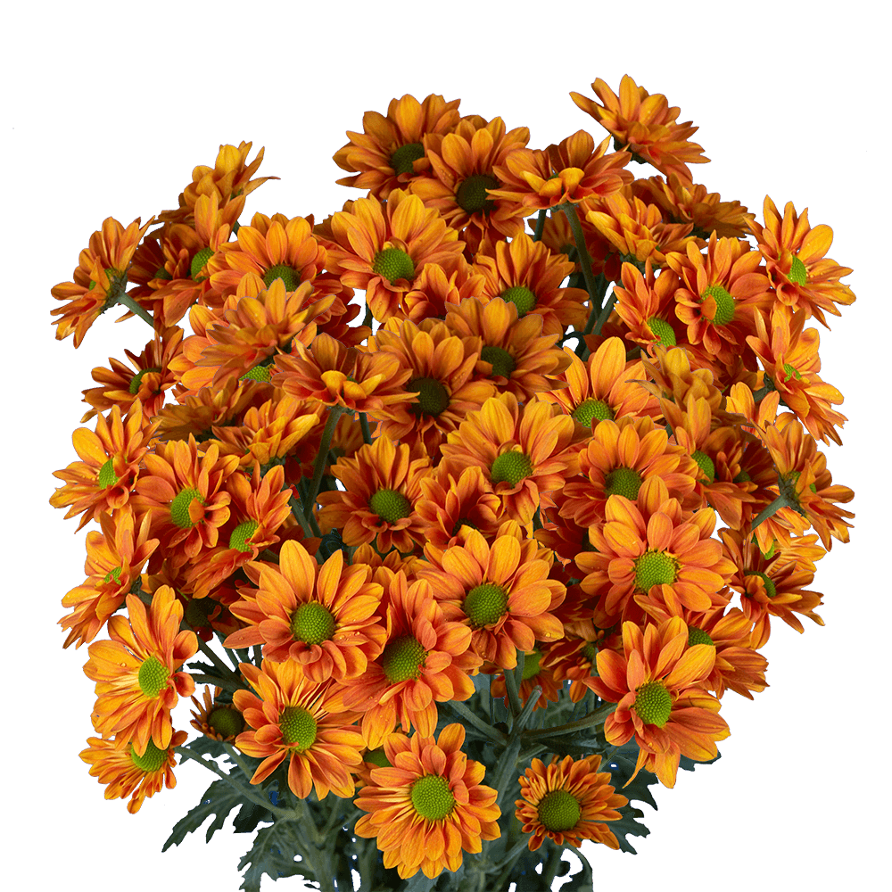 Fresh Bronze Chrysanthemum Daisy Flowers