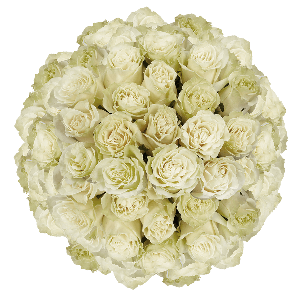 Fresh Bulk Roses White Mondial Roses