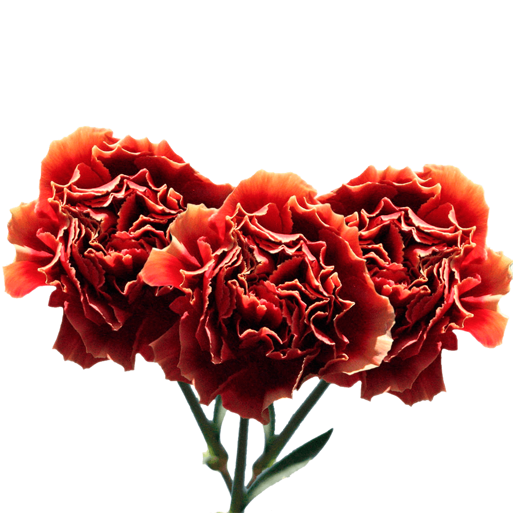 Fresh Carnations for Arrangements Red with Green Edges