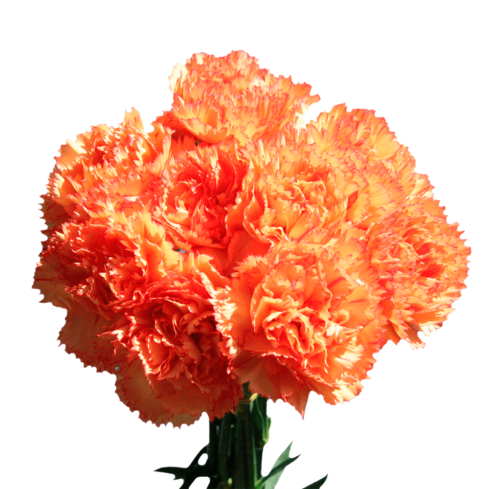 Fresh Carnations Orange Flowers Buy Carnations Online