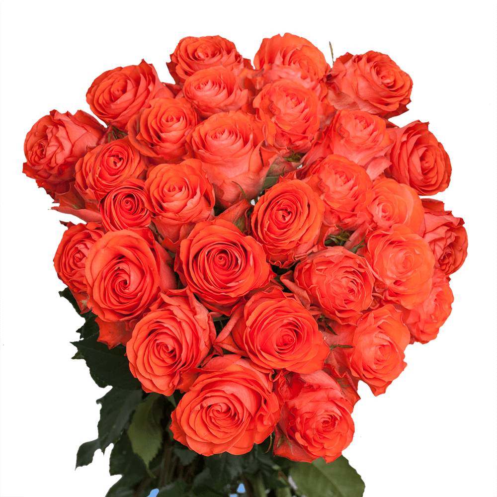 Fresh Coral Color Roses Show Girl Roses