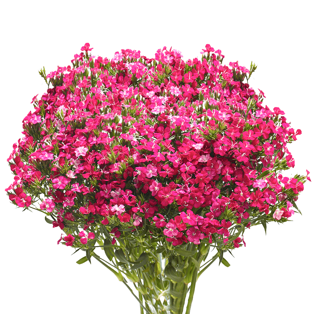 Qty of Hot Pink Dianthus For Delivery to Grand_Island, Nebraska