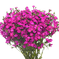 (QB) Dianthus Amazon Purple 10 Bunches For Delivery to South_Pasadena, California