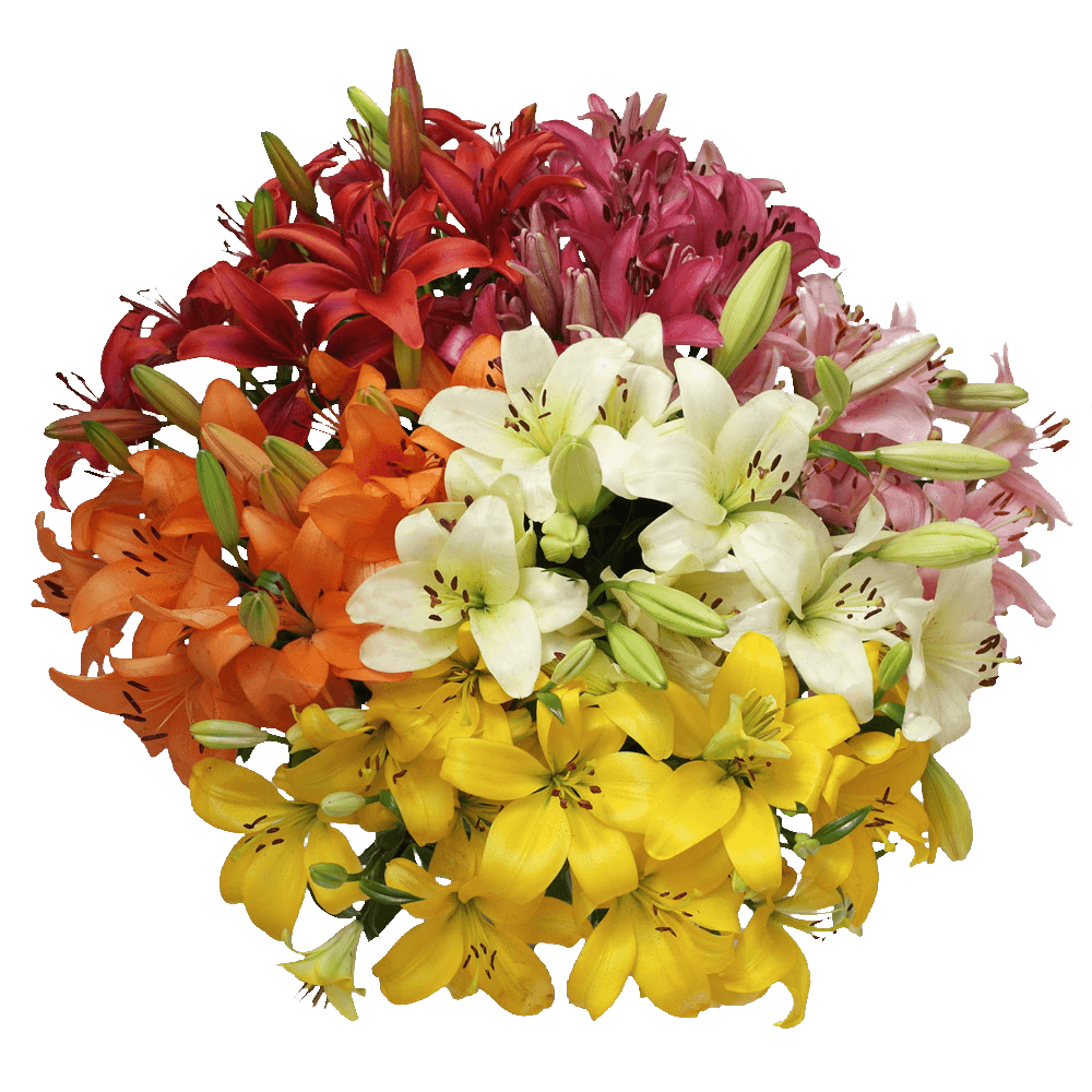 Fresh Cut Lily Flowers Assorted Asiatic Lilies