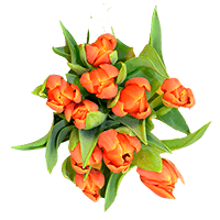 (OC) Tulip Flowers Orange 30 stems For Delivery to Meridian, Mississippi