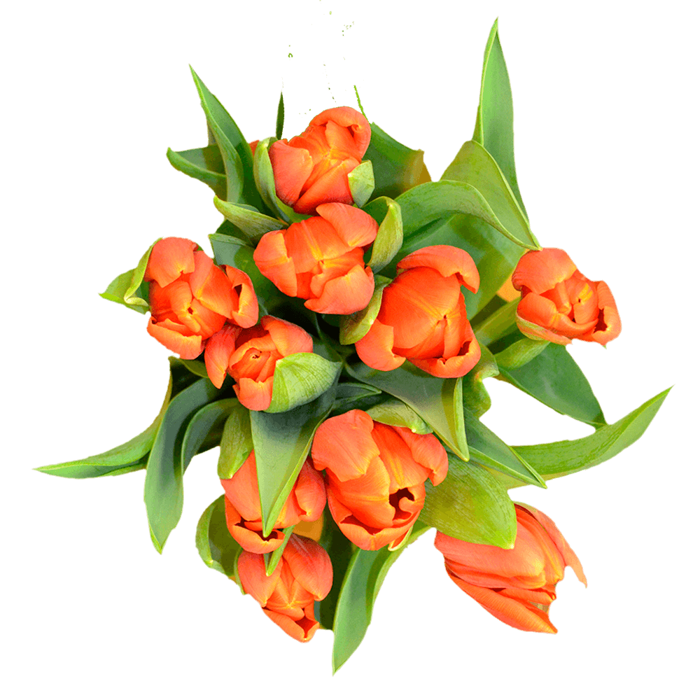 Fresh Cut Orange Tulip Flowers