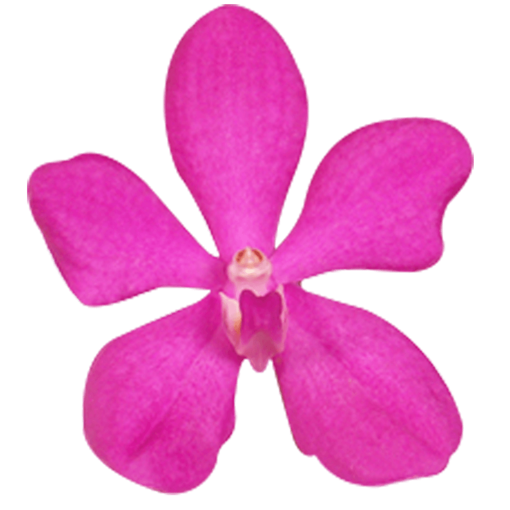 Fresh Cut Pink Orchids Perfect for Orchid Arrangements